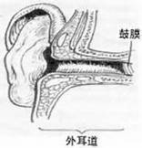 图：外耳道与鼓膜结构示意图